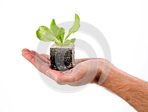 Young plant in hand