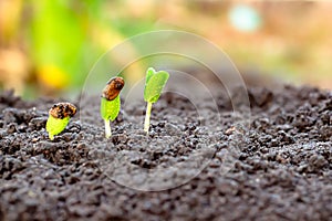 Young plant in hand.Seedling are growing in the soil with sunlight.