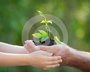 Young plant in hands against green background