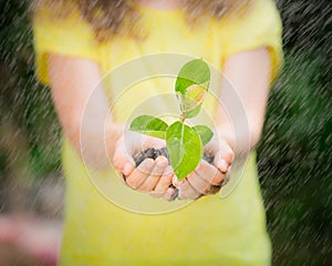 Young plant in hands against green spring background