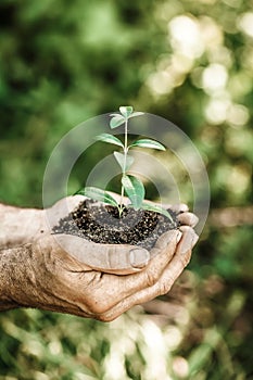 Young plant in hands against green spring background