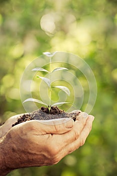 Young plant in hands against green spring background