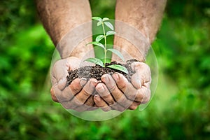 Young plant in hands against green spring background