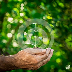 Young plant in hands against green spring background