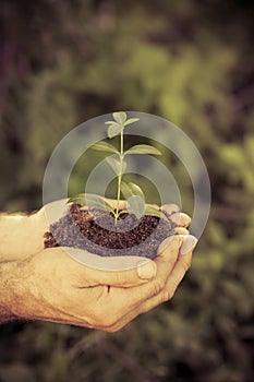 Young plant in hands against green spring background