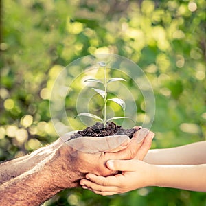 Young plant in hands against green spring background