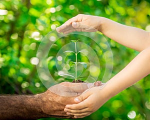 Young plant in hands against green spring background