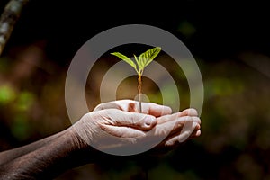 Young plant held protectively in hands