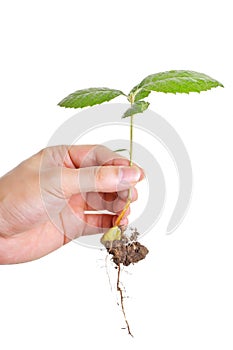 Young plant in human hand