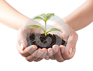 Young plant in human hands