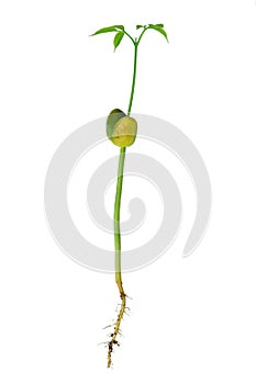 Young plant isolated on white background