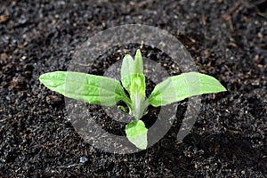 Young plant of Jerusalem artichoke (Helianthus tuberosus) growing in a soil