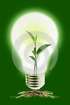 Young plant in light bulb