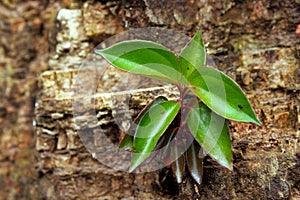 Young plant of Melastoma dodecandrum Lour