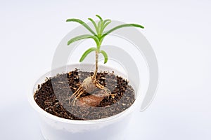 young plant Mestoklema (macrorhiza) - Dwarf caudex succulent, in a small white bowl.