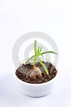 young plant Mestoklema (macrorhiza) - Dwarf caudex succulent, in a small white bowl.