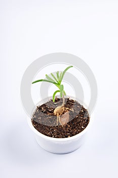 young plant Mestoklema (macrorhiza) - Dwarf caudex succulent, in a small white bowl.