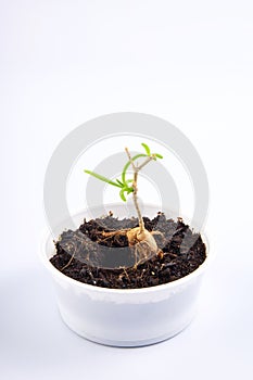 young plant Mestoklema (macrorhiza) - Dwarf caudex succulent, in a small white bowl.