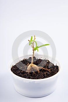 young plant Mestoklema (macrorhiza) - Dwarf caudex succulent, in a small white bowl.