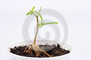 young plant Mestoklema (macrorhiza) - Dwarf caudex succulent, in a small white bowl.