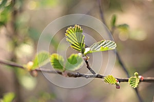 Young plant in the morning light