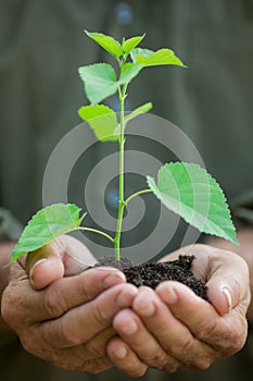 Young plant in old hands against green background