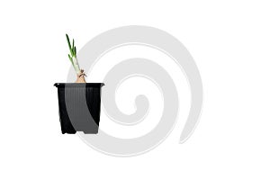 Young plant of onion growing in pot on white background. Growing green onions from bulbs.