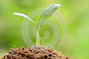 Young plant over green background and beginning to grow for people food and forest photo