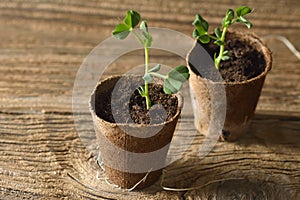 Young plant of pea, seedling in small pot