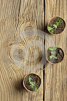 Young plant of pea, seedling in small pot