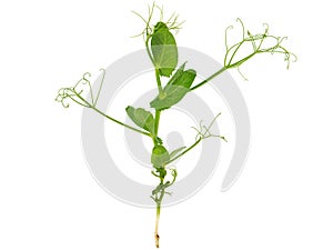 Young plant of peas, Pisum sativum