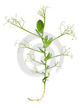 Young plant of peas, Pisum sativum