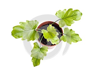 Young plant of Philodendron in a flower pot isolated on white background