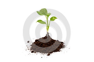 Young plant in pile of soil or ground isolated on a white background. Growth, new life concept