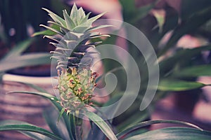 A young plant of the pineapple. Ananas comosus is a perennial herbaceous plant, a species of the genus Pineapple of the