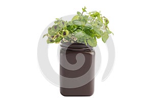 Young plant of Plectranthus amboinicus mexican mint, fragrant plant growing in black plastic flowerpot