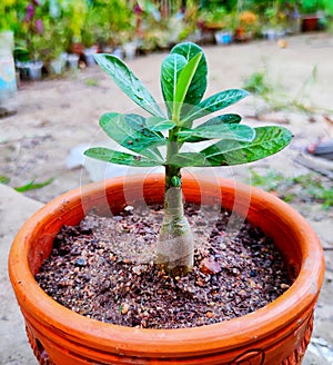 Young plant plumeria growing in the morning light, new Plant Life growth, Small plant
