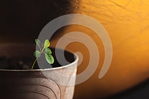 Young plant in pot with earth photo
