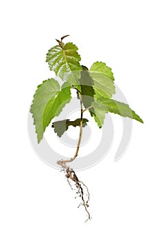 Young plant with the root isolated on white