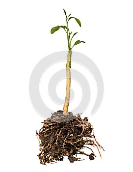 Young plant with roots