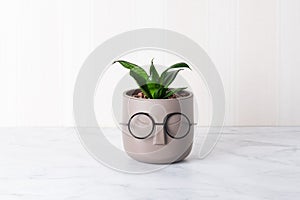 Young plant of Sansevieria in pot with bespectacled face imitating hair. Funny plant in interior. Concept: decor, care and