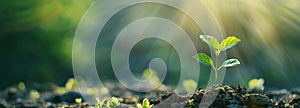 Young Plant, the sapling growing in soil with sunlight. green world and earth day concept, panorama, copy space