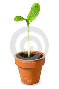 Young plant, seedling in pot isolated on white. Little squash plant in a small flower pot.