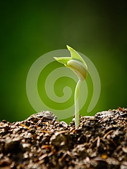 Young plant, seedling, sprout, growing