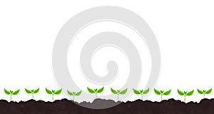 Young plant shoots germination. Seedlings. Green sprout leaves. On the soil. Plants growing in the ground. Agricultural