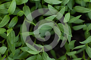 Young plant shoots. Pepper seedlings in a greenhouse. Agribusiness, growing vegetables. Macro.