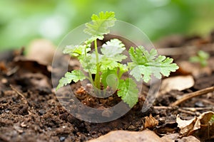 a young plant sprouting from the ground in the dirt
