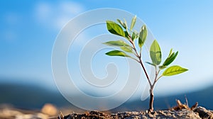 a young plant sprouting from the ground in front of a blue sky