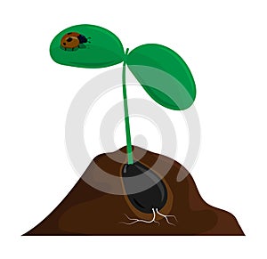 Young plant sprouts from seed in ground. Gardening and growing fruits and vegetables on farm. Cartoon vector isolated on white