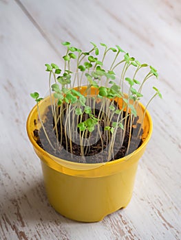 Young plant sprouts in a yellow pot. Sprouted seed